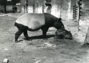 Un tapir malais avec son bébé de 4 jours au zoo de Londres, juillet 1921